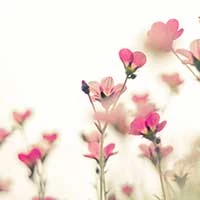ハートの形をした花